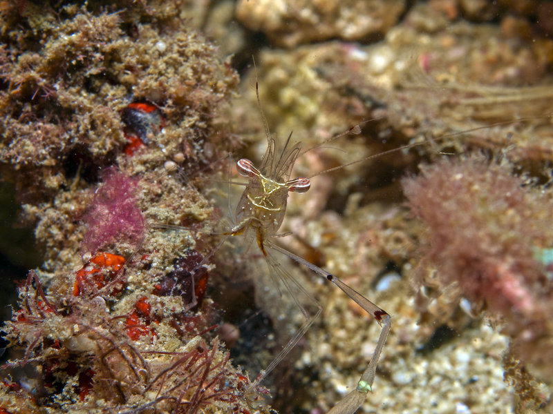 Shrimp, Nudibranch City